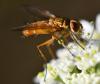 Leskia aurea
